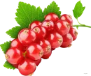 Grosella