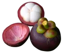 Mangostan