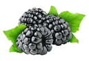 Mora