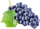 Uva