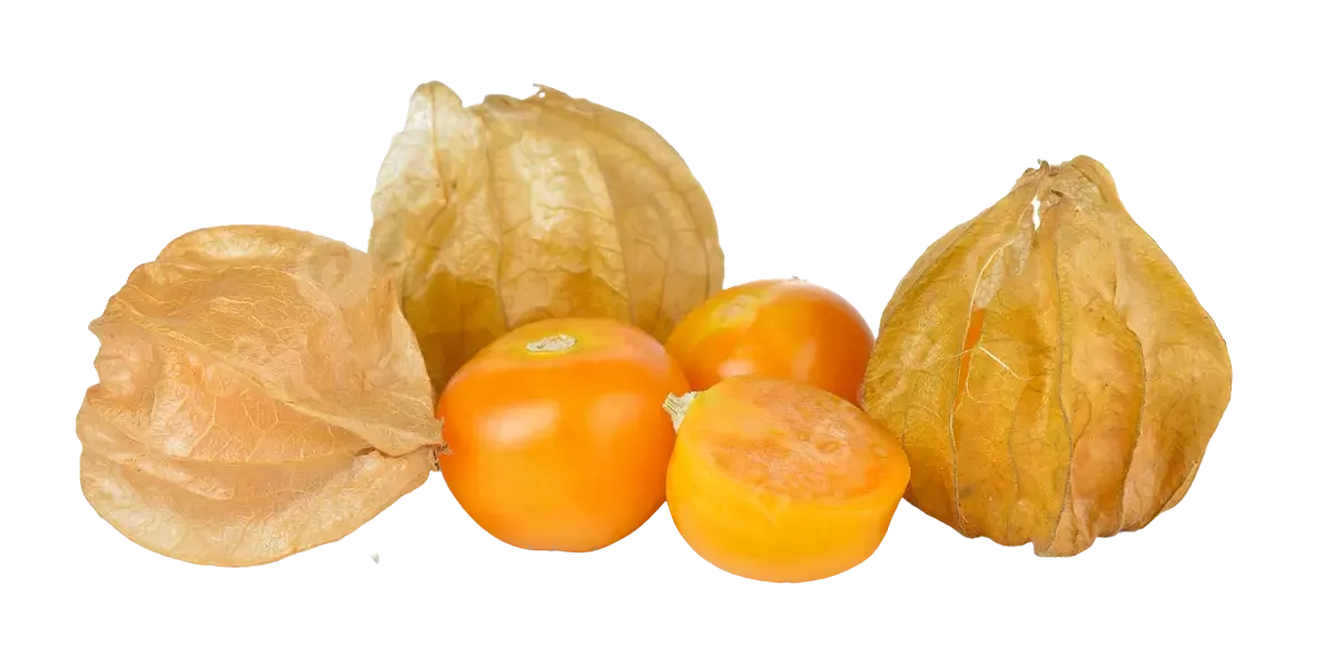Alquejenje :: Propietateak