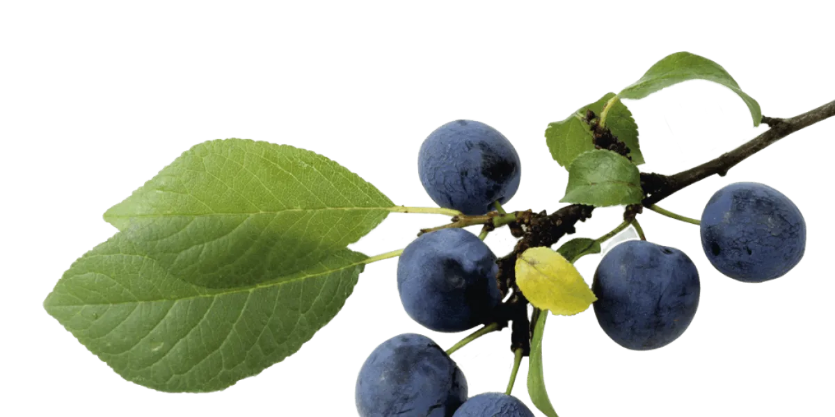 Endrina :: Trucos de cocina