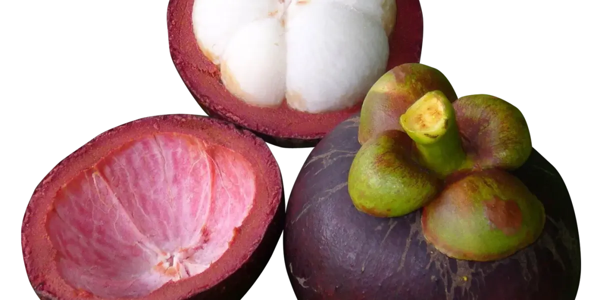 Mangostan :: Propietateak