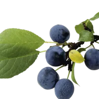 Cómo elegirlos y conservarlos